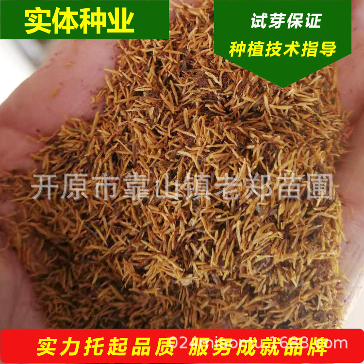 珍珠梅种子东北山高粱条子净籽胚芽辽宁开原市老郑苗木种子经销处