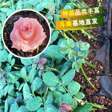 基地长期供应戴安娜鲜花玫瑰花苗 庭院绿植美化园艺 玫瑰盆栽苗