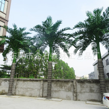 北京蓝调酒店室外大王椰子树 室内大型温泉水上乐园工程景观假树