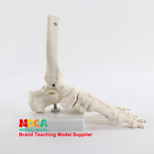 脚关节踝关节模型足骨模型人体脚骨骨骼医学教学 MJG003