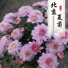 花卉地被北京夏菊花坛绿化北京夏菊庭院观赏盆栽