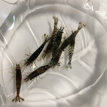 蓝黑色樱花虾蓝丝绒蓝琉璃后代观赏虾宠物虾工具虾除藻虾米虾