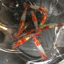 红琉璃虾 观赏虾 宠物虾 淡水小米虾 除藻虾 工具虾 草缸清洁虾