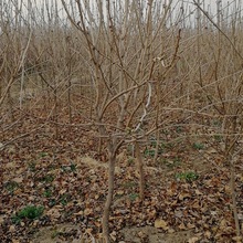 山东供应各种绿化苗木 基地直销 紫丁香 白丁香 丁香树苗