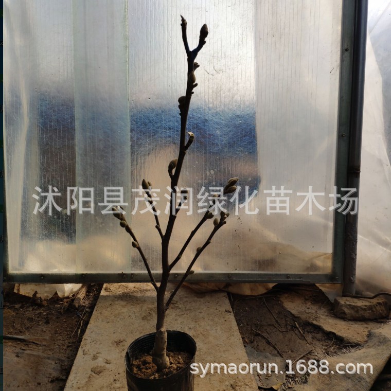 嫁接玉兰苗紫玉兰黄玉兰白玉兰苗庭院盆栽行道树园林绿化树苗