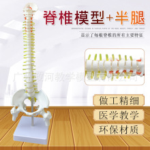 45CM人体脊柱模型 人体脊椎模型颈椎腰椎胸椎尾椎带盆骨教学模型