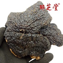 海南特产野外生长 薄树芝 薄盖林芝 香灵芝产地采购直销批发零售