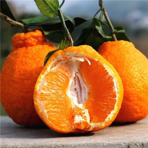 四川眉山丹棱不知火丑橘丑八怪产地直采现摘现发-阿里巴巴