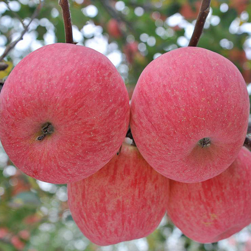 洛川直发洛川红富士苹果新鲜水果送礼红礼盒正宗陕西洛川苹果批发