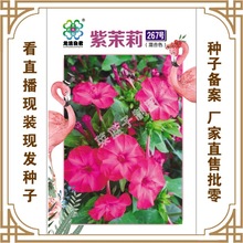 龙洁良君种苗公司直售批零基地种植花卉种子 紫茉莉267号花种子