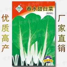 春水甜白菜种子 约5000粒 四季甜脆快大青菜油菜胶菜瓢儿白油白菜