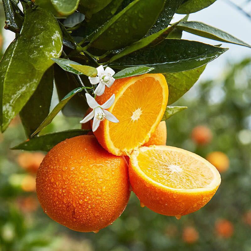 湖北秭归伦晚脐橙高品质新鲜帝王橙现摘大果9斤彩箱当