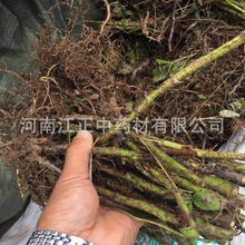 基地批发红树莓种苗 南北方种植红树莓 易成活果树红树莓苗