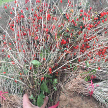 基地批发红枸杞种苗 南北方种植红枸杞苗木 果树枸杞苗价格