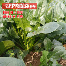 四季肉菠菜种子大叶菠菜种子耐热耐寒春秋冬季阳台盆栽蔬菜