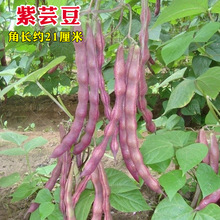 秋紫豆种子四季播紫架豆豆角种籽扁豆芸豆庭院大田高产蔬菜种孑