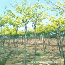 山东供应绿化风景树银杏 苗木基地直销各种规格银杏树