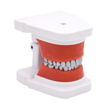 牙科材料 正畸A款模型 医患沟通教学模型牙齿结扎练习模型FM-C001