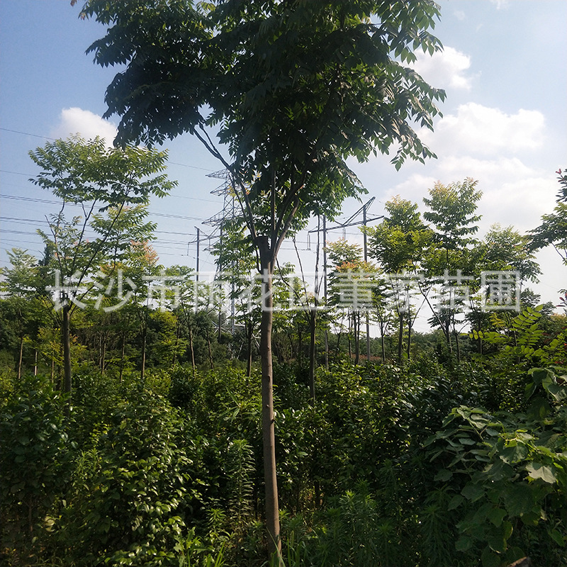 苗圃供应栾树 8公分的带冠/切杆/骨架栾树风景/行道栾树批发