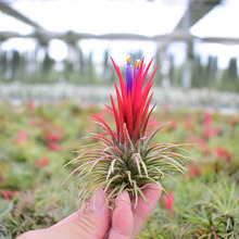 厂家直供 基地发货 空气凤梨  无土植物 多种植物组合链接