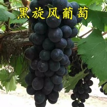 黑旋风葡萄苗 夏黑芽变 葡萄树苗当年结果 南方北方种植果树直销