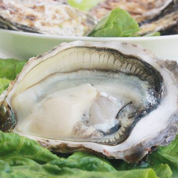 海鲜鲜活海捕生蚝牡蛎 新鲜海蛎子 海鲜排档酒店烧烤专用零售批发
