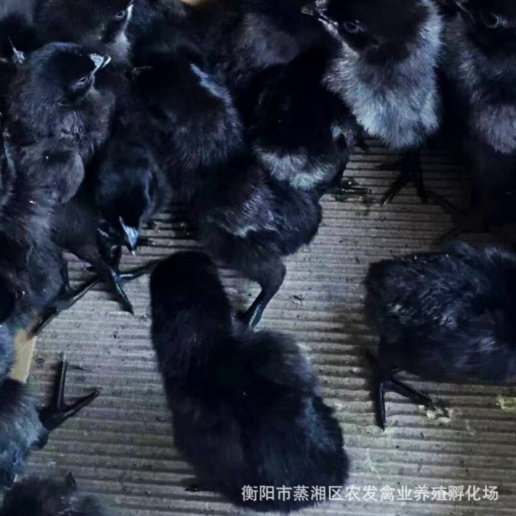行家选五黑土鸡苗 产蛋高绿壳蛋鸡苗乌骨土鸡五黑一绿鸡苗 乌鸡苗
