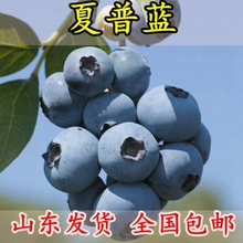 夏普蓝蓝莓苗四季盆栽地栽南方北方种植黑珍珠蓝莓树苗当年结果苗
