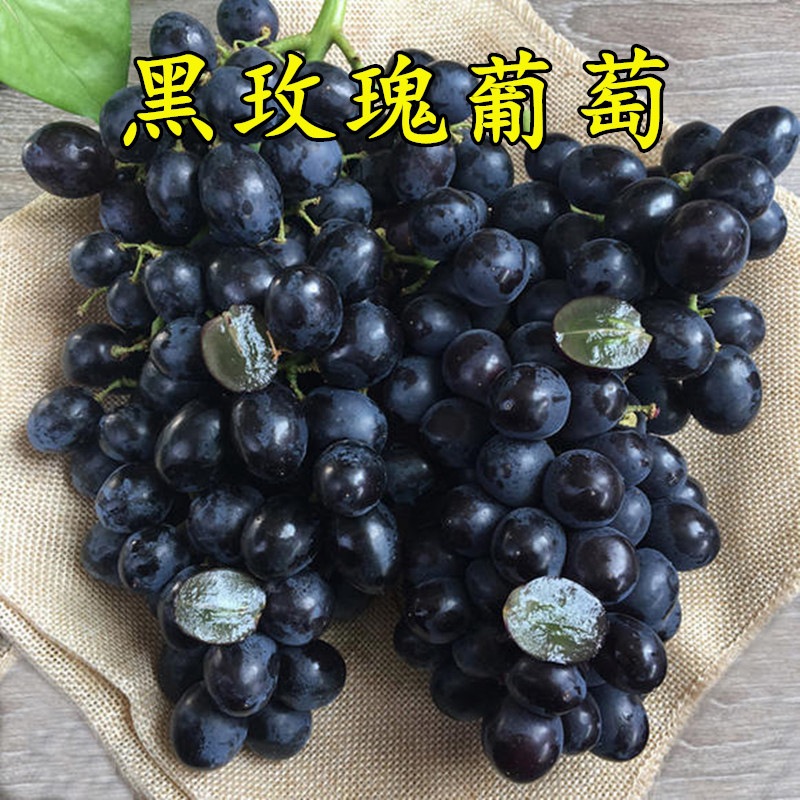 极早熟葡萄新品种早黑玫瑰葡萄苗早紫玫瑰葡萄树苗5月中下旬成熟