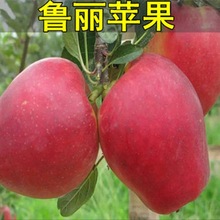 新品种苹果苗早熟苹果 鲁丽苹果苗 南北方种植果树苗