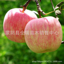 苹果苗树盆栽地栽 乔纳金苹果苗 南方北方种植当年结果特大