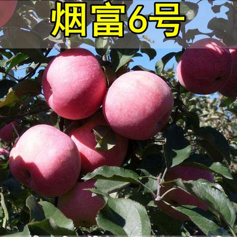 烟富6号苹果树苗