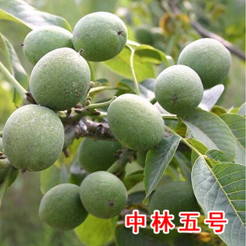 正宗中林5号核桃果树苗 嫁接中林1号核桃树苗 当年结果耐寒包邮