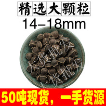 大货批发直供印度辣木籽非洲辣木子食用散装一件代发500g