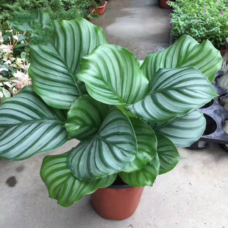 青苹果竹芋盆栽室内客厅办公桌阳台桌面耐阴植物盆栽绿植水养