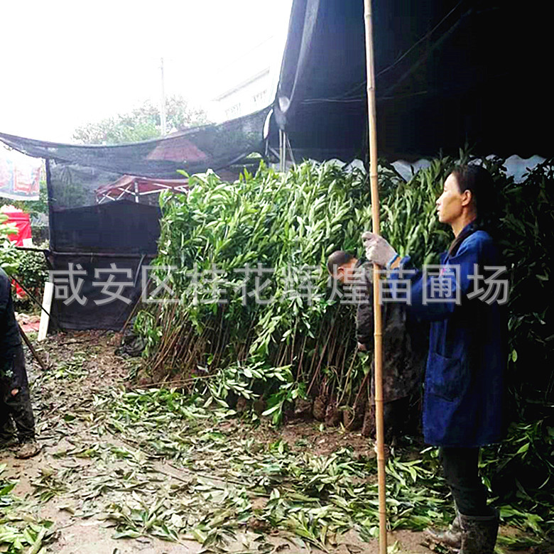 湖北法国冬青法青珊瑚树庭院绿篱绿化苗木规格齐全乔木柏树