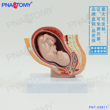 小型女盆腔妊娠胚胎发育解剖模型妇产科 计生展示子宫标本教具