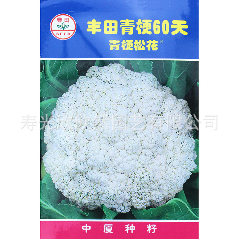 台湾丰田青梗松花菜种子60日70/80 高产菜花 耐寒四季花椰菜