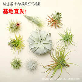 空气凤梨无土植物 老人须 松萝空气草绿植创意四季常青室内悬挂