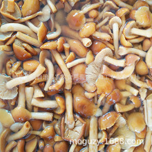 富农食用菌出口品质煮滑子菇滑子蘑蘑菇纳美菇盐渍B级