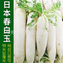 韩国日本白玉春白萝卜种子高产秋季水果四季阳台盆栽小蔬菜种籽孑