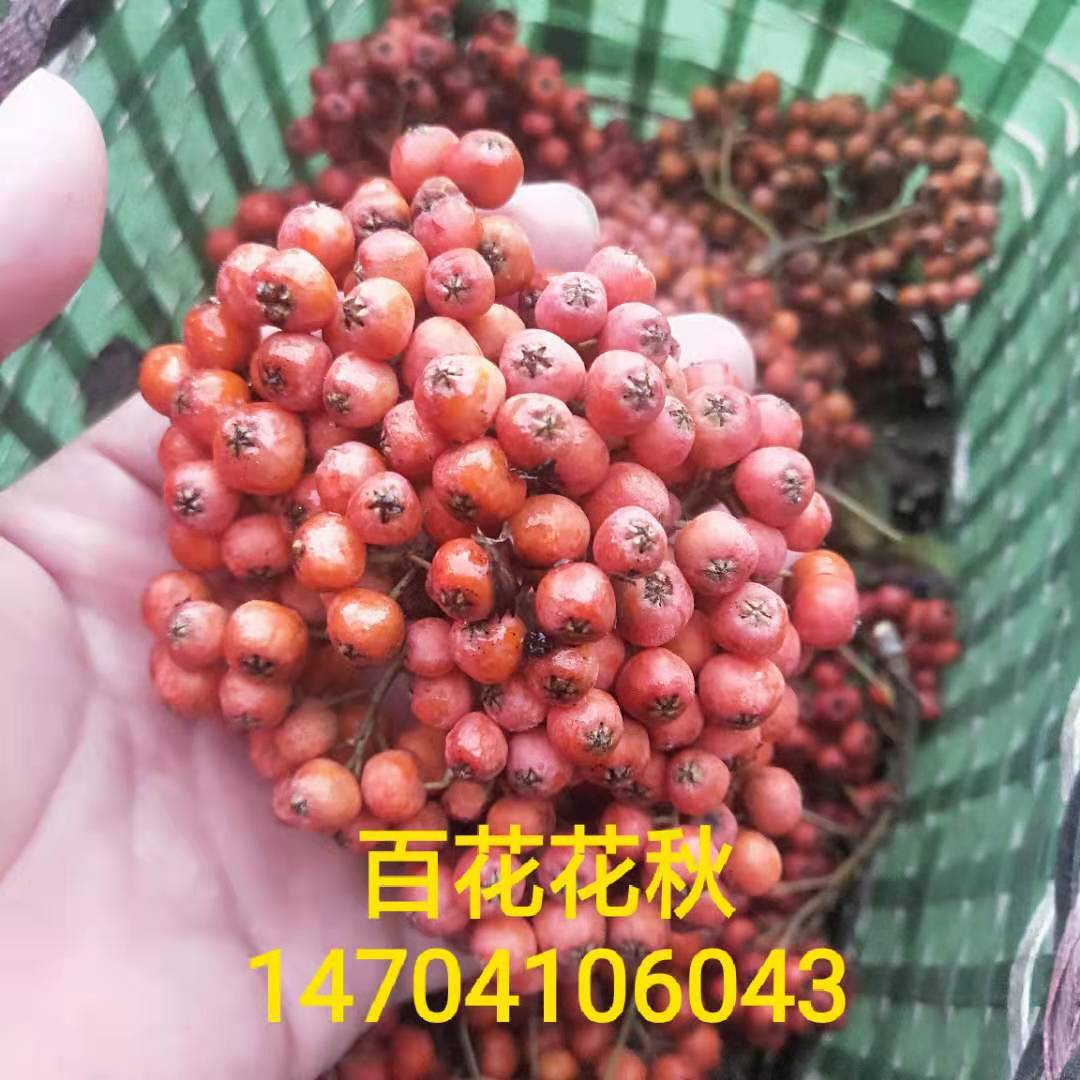 百花花楸 花楸树 花楸小苗价格 花楸价格 丛生花楸 花楸批发