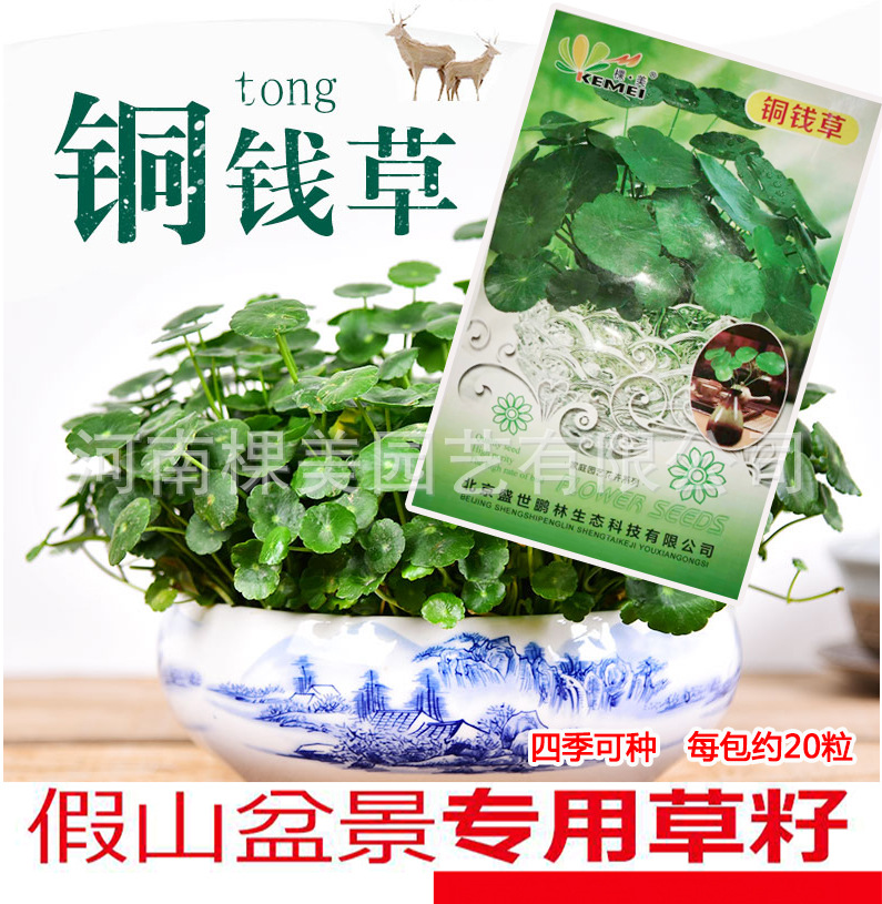 厂价批发 铜钱草种子 精装彩包鱼缸水草种子假山草盆景草水族种子