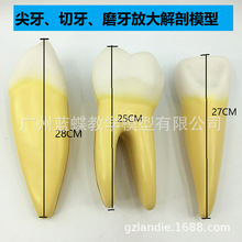 正常牙齿放大模型 3只一套 磨牙 切牙 尖牙放大 人体牙齿教学模型