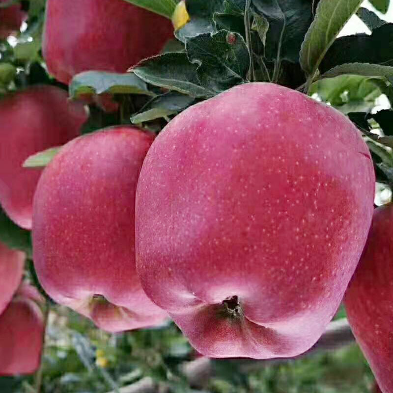 甘肃花牛苹果5斤9斤新鲜水果粉面刮泥红蛇果一件代发-阿里巴巴