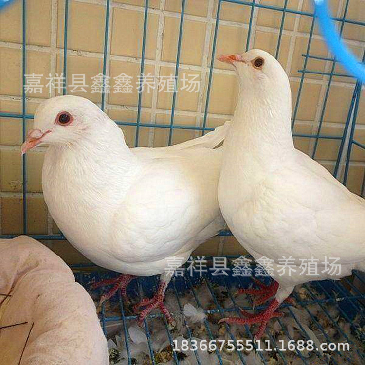 安徽肉鸽(种鸽)养殖基地出售纯种白羽王种鸽 广场鸽落地王鸽-阿里巴巴