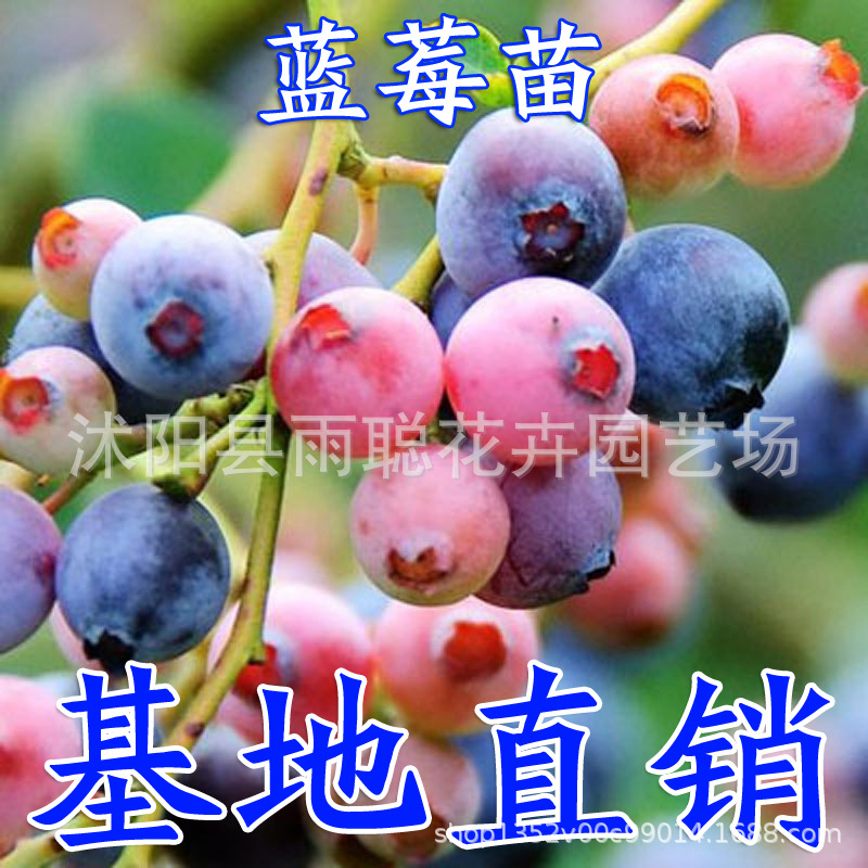 蓝莓苗 兔眼蓝莓苗 奥尼尔  蓝莓棵 蓝莓草莓种子