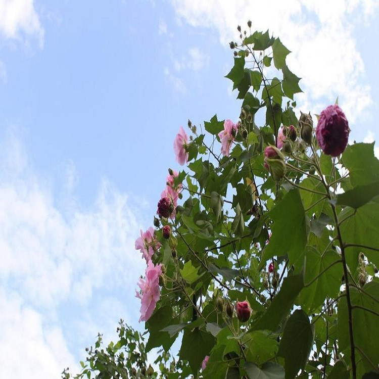 【杭州苗木直销】丛生木芙蓉基地直销 各种规格批发 绿化工程