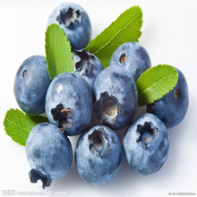 基地直销南北方种植蓝莓苗 规格多样兔眼薄雾蓝莓苗