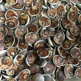 太阳贝化石 海贝水云母贝壳扇贝化石 古生物教学标本